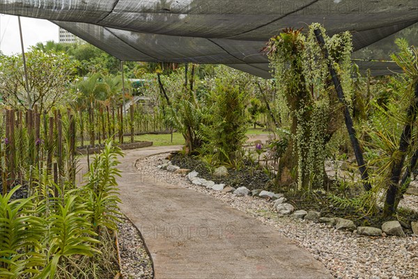 Orchid and bromeliad flower beds in botanical garden, selective focus, copy space, malaysia, Kuching orchid park