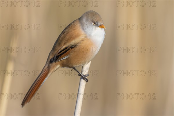 bearded tit