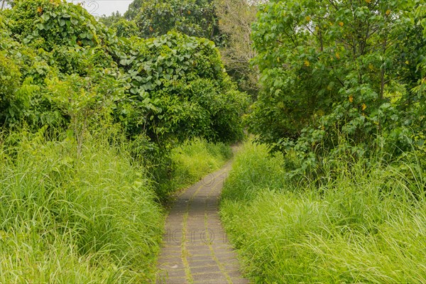 Campuhan ridge walk, Bali, Indonesia, track on the hill with grass, large trees, jungle and rice fields. Travel, tropical, Ubud, Asia