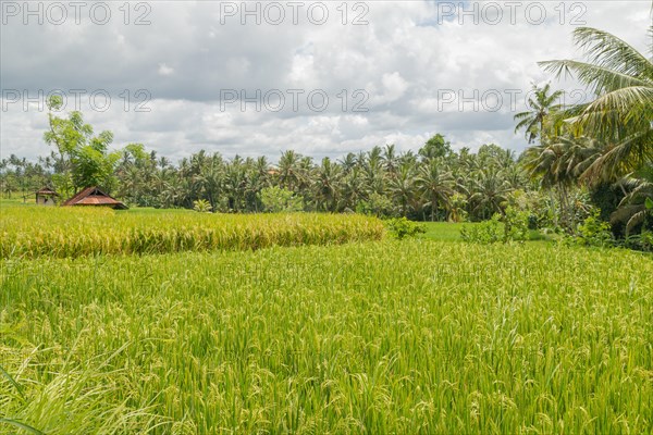 Rice fields in countryside, Ubud, Bali, Indonesia, green grass, large trees, jungle and cloudy sky. Travel, tropical, agriculture, Asia