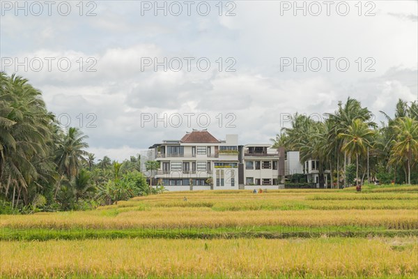 Rice fields with house in countryside, Ubud, Bali, Indonesia, green grass, large trees, jungle and cloudy sky. Travel, tropical, agriculture, Asia