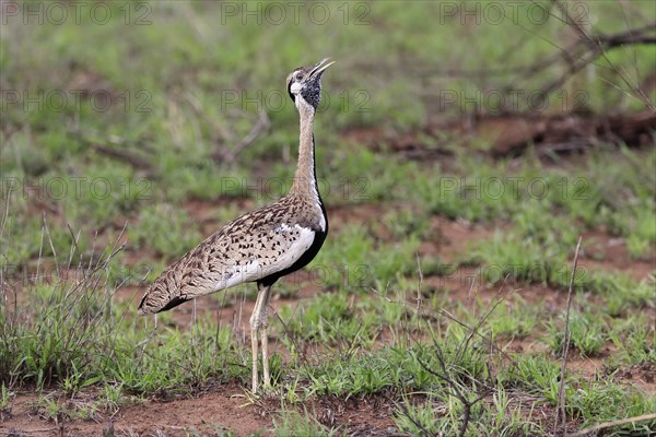 Red-crested Bustard, (Lophotis ruficrista), adult, calling, Kruger National Park, Kruger National Park, South Africa, Africa