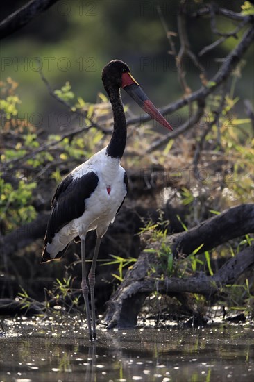 Saddle-billed stork (Ephippiorhynchus senegalensis), adult, foraging, in the water, Kruger National Park, Kruger National Park, South Africa, Africa