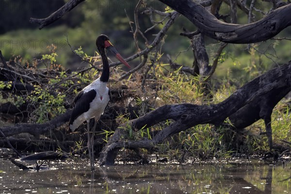 Saddle-billed stork (Ephippiorhynchus senegalensis), adult, foraging, in the water, Kruger National Park, Kruger National Park, South Africa, Africa