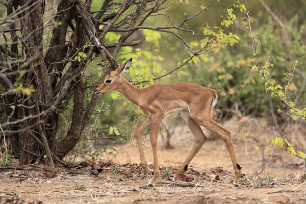 Black heeler antelope, (Aepyceros melampus), young animal, foraging, alert, Kruger National Park, Kruger National Park, South Africa, Africa