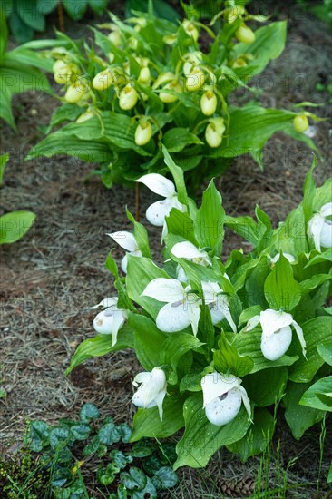 Beautiful orchid flowers of white and yellow color with green leaves in the garden. Lady's-slipper hybrids. Close up