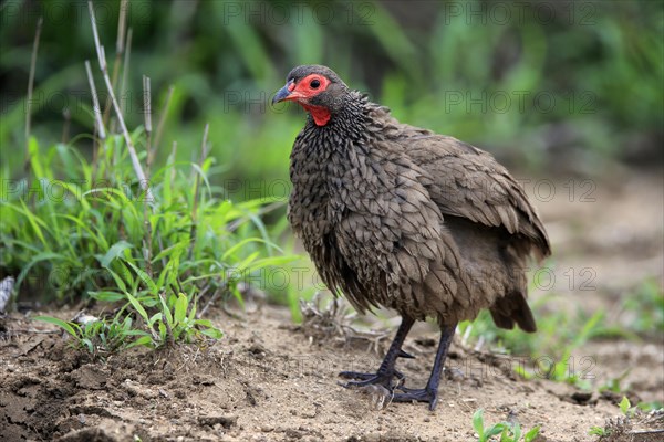 Swainson's spurfowl (Pternistis swainsonii), adult, foraging, vigilant, Kruger National Park, Kruger National Park, South Africa, Africa