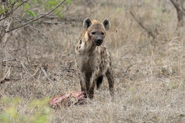 Spotted hyena (Crocuta crocuta), adult, with prey, Sabi Sand Game Reserve, Kruger National Park, Kruger National Park, South Africa, Africa