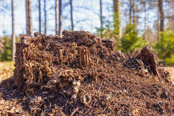 Ant colony on a tree stump on a sunny spring day