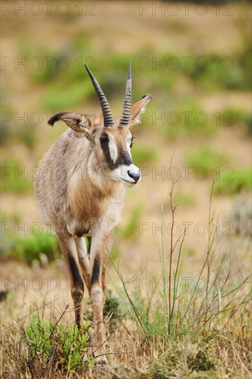 Roan Antelope (Hippotragus equinus) in the dessert, captive, distribution Africa