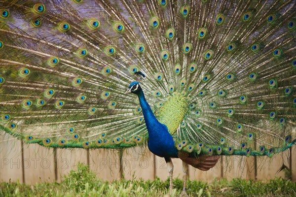 Indian peafowl (Pavo cristatus) doing a cartwheel, spreading its feathers, eyes, France, Europe