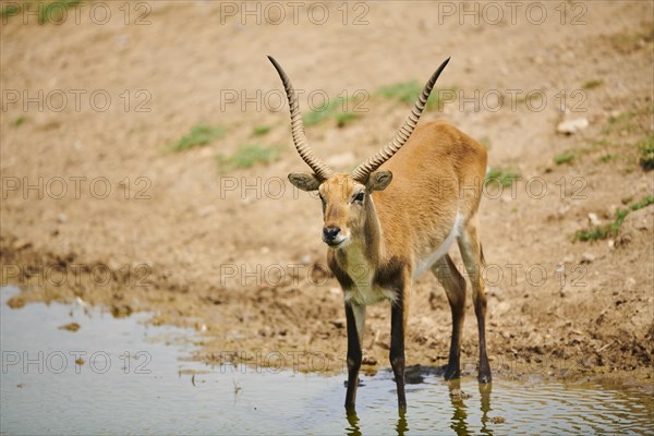 Southern lechwe (Kobus leche) in a waterhole in the dessert, captive, distribution Africa