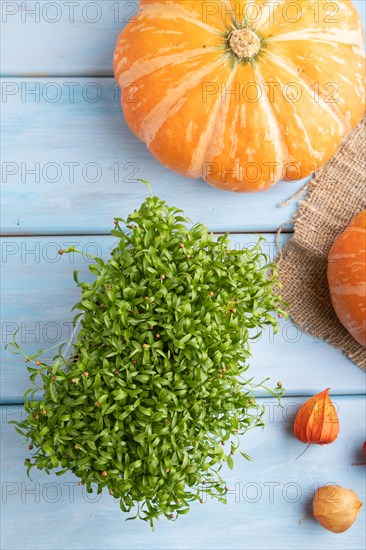 Microgreen sprouts of cilantro with pumpkin on blue wooden background. Top view, flat lay, close up