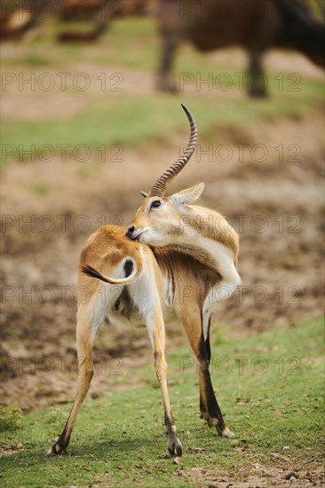 Southern lechwe (Kobus leche) in the dessert, captive, distribution Africa