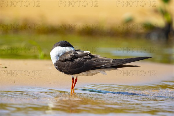 Black-mantled cranesbill (Rynchops nigra) Pantanal Brazil