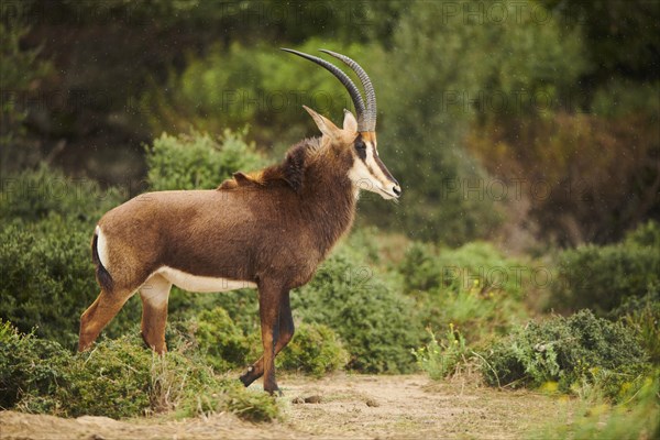 Sable antelope (Hippotragus niger) in the dessert, captive, distribution Africa