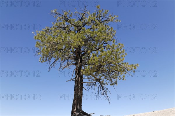 Tree at the canyon rim, Bryce Canyon National Park, Utah, USA, North America