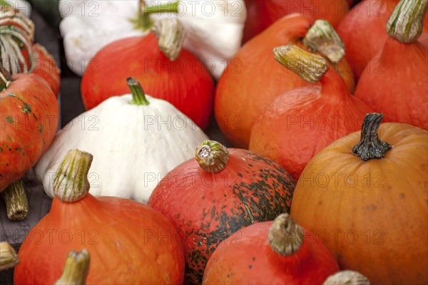 Pumpkins (Cucurbita), street sale, Palatinate, Rhineland-Palatinate, Germany, Europe