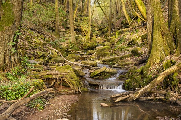 Forest landscape, a stream in the Margarethenschlucht (Margaret Gorge) in the Odenwald in spring. Golden hour, the evening sun is shining. Neckargerach district, Baden-Wuerttemberg, Germany, Europe