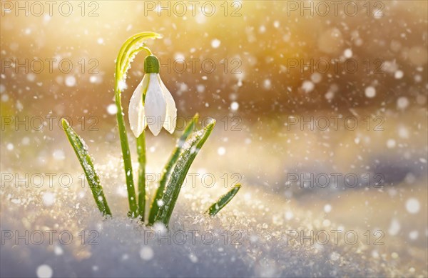 Closeup single snowdrop covered with dew drops rising under the snow in the morning on a snowy spring meadow with falling snowflakes.Selective focus with copy space background. Generative AI art, AI generated