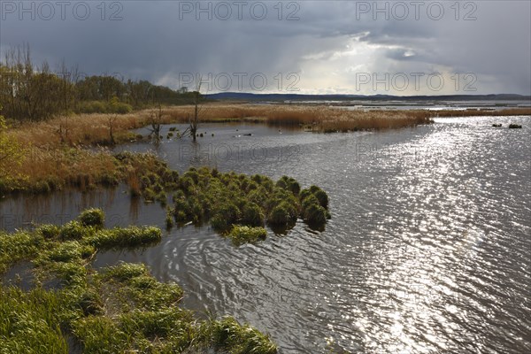 Wetland biotope in the Peene Valley, overwatered meadows, rare habitat for endangered plants and animals, Grosser Rosin nature reserve, rewetting of agricultural land, important breeding area for rare birds, Peene Valley River Landscape nature park Park, Mecklenburg-Western Pomerania, Germany, Europe