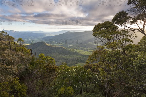 In Lamington National Park. View of Limpinwood Nature Reserve and Mt Warning, Wollumbin National Park. Byron Hinterland in NSW Australia