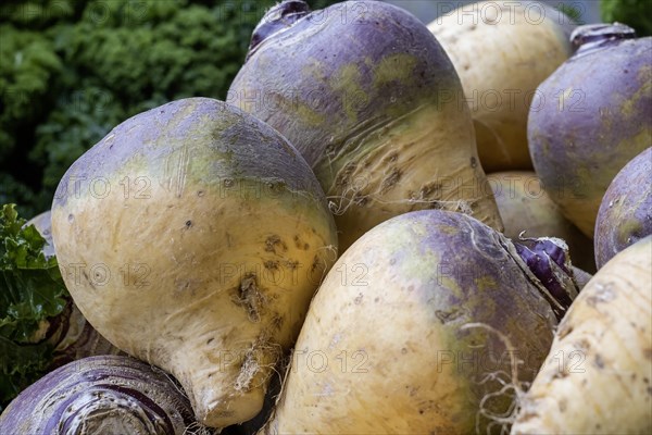 Turnips (Brassica napus subsp. rapifera), Muensterland, North Rhine-Westphalia, Germany, Europe