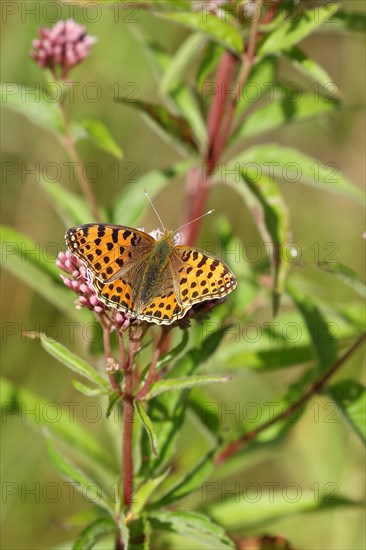 Queen of spain fritillary (Issoria lathonia), on common water aster (Asteraceae), Wilnsdorf, North Rhine-Westphalia, Germany, Europe