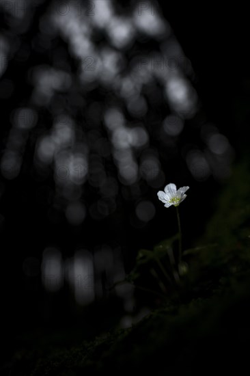 Common wood sorrel (Oxalis acetosella) with blurred forest in the background, Mindelheim, Bavaria, Germany, Europe