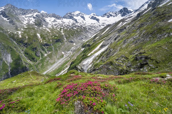 Picturesque mountain landscape with blooming alpine roses, behind mountain peak Grosser Loeffler and Oestliche Floitenspitze with glacier Floitenkees, valley Floitengrund, Berliner Hoehenweg, Zillertal Alps, Tyrol, Austria, Europe