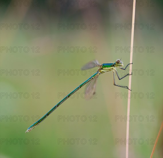 Small spreadwing (Lestes virens), young, uncoloured green male, sitting on a dry, thin blade of grass in front of a blurred background, macro photo, close-up, Lueneburg Heath, Lower Saxony, Germany, Europe