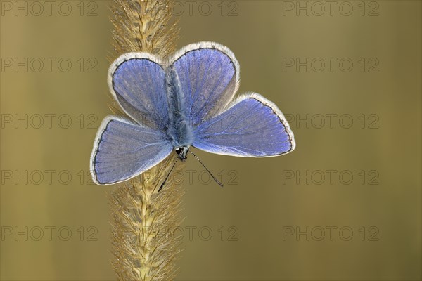 Bluebottle