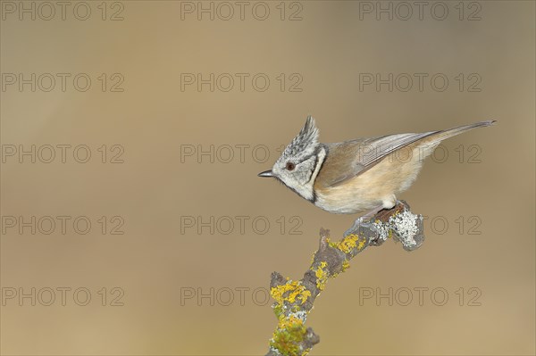 Crested Tit (Lophophanes cristatus), sitting on a branch covered with lichen, North Rhine-Westphalia, Germany, Europe