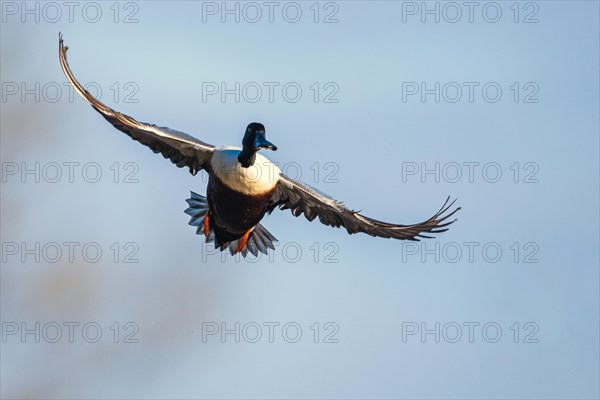 Northern Shoveler, Spatula clypeata, male in flight over marshes