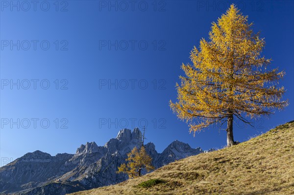 Autumn-coloured larch in front of mountain peaks in the sun, Bischofsmuetze in the background, Dachstein mountains, Austria, Europe