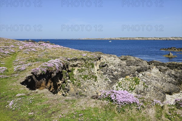 Blossoms on the fescue coast, Ouessant Island, Finistere, Brittany, France, Europe