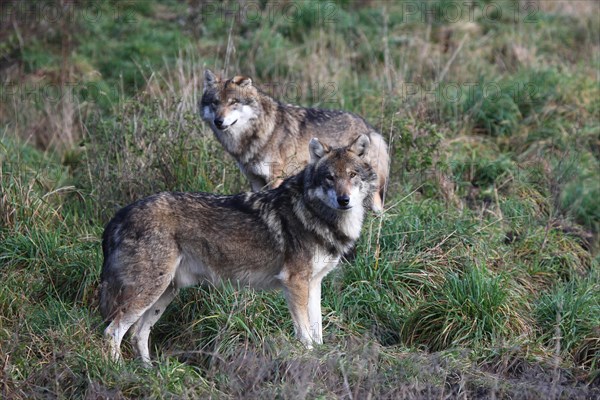 Gray wolf (Canis lupus) pair secured, captive, Germany, Europe