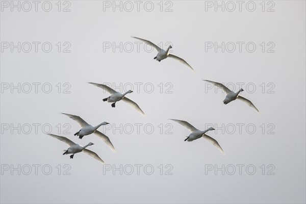 Tundra swans (Cygnus bewickii), flying, Emsland, Lower Saxony, Germany, Europe