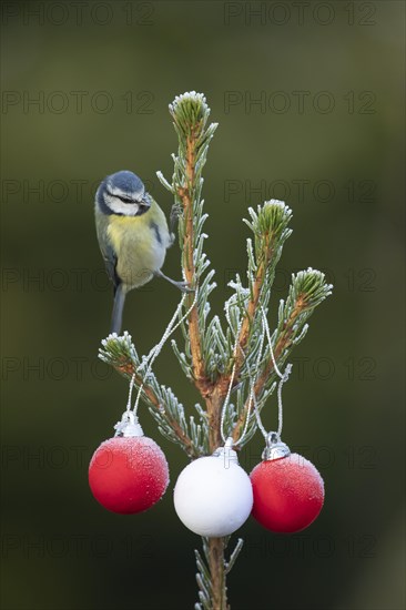 Blue tit (Cyanistes caeruleus) adult bird on a frost covered Christmas tree, Suffolk, England, United Kingdom, Europe