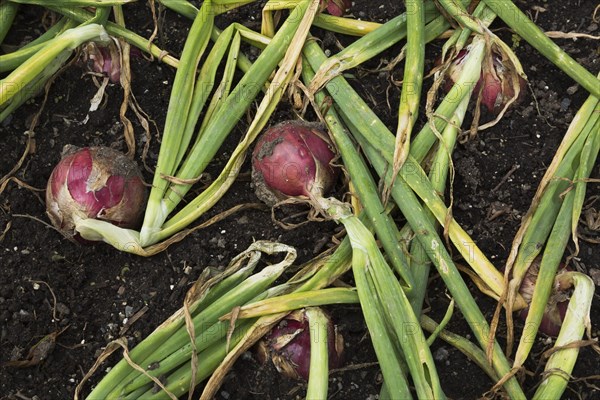 Red Onions (Allium cepa) in vegetable patch in summer, Quebec, Canada, North America