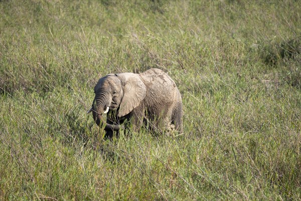 An elephant (Loxodonta africana) standing in the grass, near Lower Sabie Rest Camp, Kruger National Park, South Africa, Africa