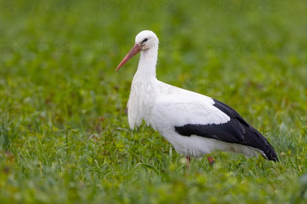 White stork A white stork stands on a green field