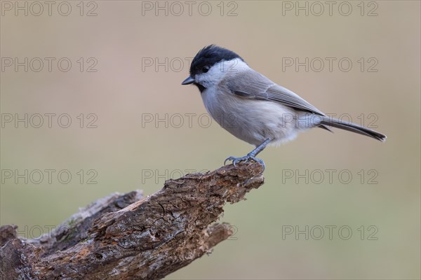 marsh tit