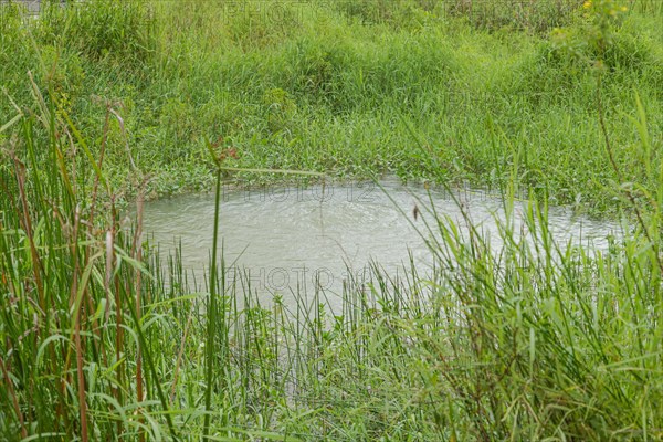 Retention pond with water plants in city park in Kuching, Malaysia, ecology, gardening, landscape design, lake, recycling, Asia