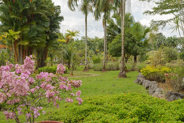 Palm collection in city park in Kuching, Malaysia, tropical garden with large trees and lawns, gardening, landscape design. Daytime with cloudy blue sky, Asia