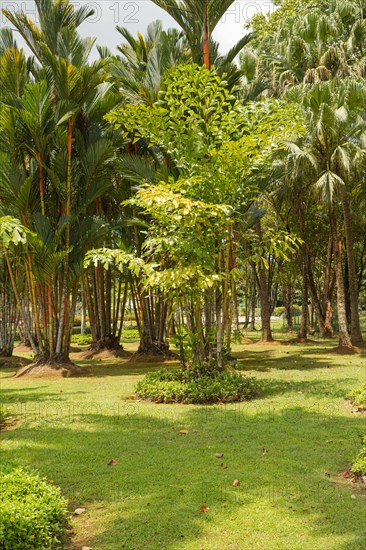 Palm collection in city park in Kuching, Malaysia, tropical garden with large trees and lawns, gardening, landscape design. Daytime with cloudy blue sky, Asia