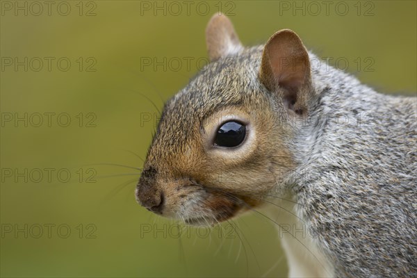 Grey squirrel (Sciurus carolinensis) adult animal head portrait, Suffolk, England, United Kingdom, Europe