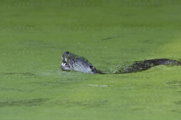 European Otter (Lutra lutra) adult swimming in a lake, Suffolk, England, United Kingdom, Europe