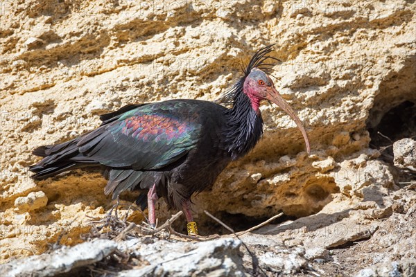 Northern Bald Ibis, Hermit Ibis, or Waldrapp