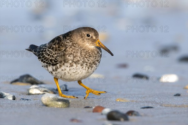 Common sandpiper